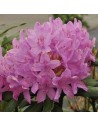 Rhododendron 'Roseum'