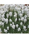 Lavandula angustifolia 'Hidcote White' - Lavande blanche