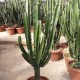 Euphorbia erytrea