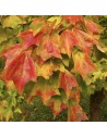 Acer buergerianum - Erable trident