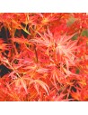 Acer palmatum 'Pink Dwarf' - Erable du Japon