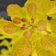 Cotinus coggygria golden lady (Perruquier, arbre à perruque)