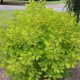 Cotinus coggygria golden lady (Perruquier, arbre à perruque)