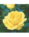 Rosa 'Marco Polo' - Rosier