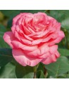 Rosa 'Pink Panther' - Rosier
