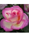 Rosa 'Princesse de Monaco' - Rosier