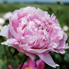 Paeonia suffruticosa pivoine