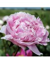 Paeonia lactifolia ''Sarah Bernhardt' - Pivoine