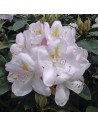 Rhododendron catawbiense 'Gomer Waterer'