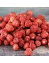 Fragaria vesca 'Alexandria' - Fraise des bois