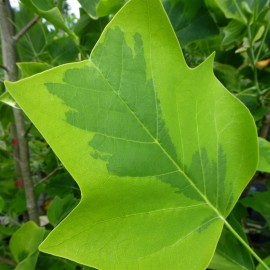 Liriodendron