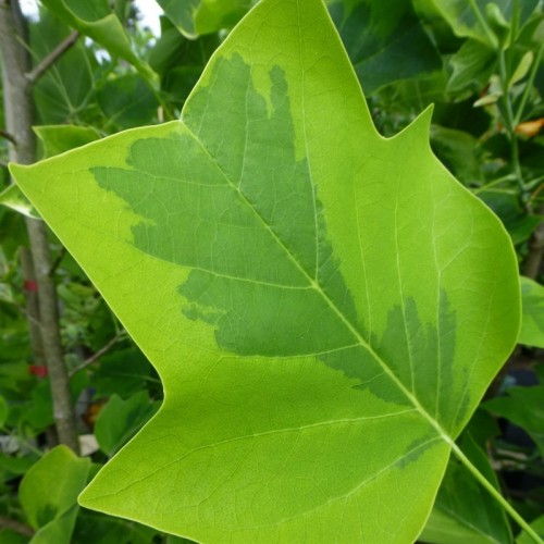 Liriodendron