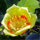 Liriodendron