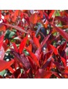 Photinia x fraseri 'Carré Rouge'