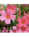 Dipladenia sundaville pyramide