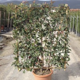 Photinia x fraseri 'Red Robin' palissade