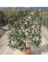 Photinia x fraseri 'Red Robin' palissade