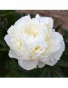 Paeonia lactifolia 'Duchesse de Nemours' - Pivoine