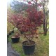 Acer palmatum 'bloodgood' (érable du Japon)