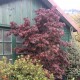 Acer palmatum 'bloodgood' (érable du Japon)