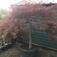 Acer palmatum 'Dissectum Atropurpureum' (Erable du Japon)