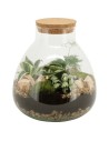 Terrarium arrangement