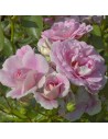 Rosa 'Bonica' - Rosier
