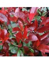 Photinia x fraseri 'Little Red Robin Compacta' palissade