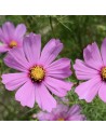 Cosmos bipinatus - Cosmos