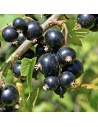 Ribes nigrum 'Titania' - Cassissier