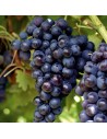 Vitis vinifera 'Buffalo' - Vigne