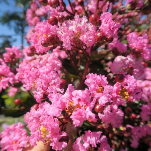 Lagerstroemia indica Rhapsody in Pink