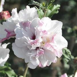 Hibiscus syriacus French Cabaret Pastel