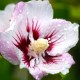 Hibiscus syriacus Pink Spot