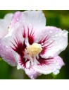 Hibiscus syriacus 'Pink Spot' - Althéa - Mauve en arbre