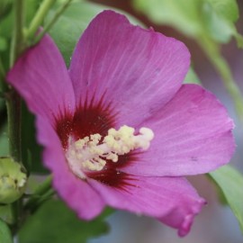 Hibiscus syriacus Russian violet