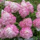 Hydrangea pan. Vanille Fraise