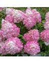 Hydrangea paniculata 'Vanille Fraise' - Hortensia paniculé