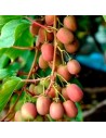 Actinidia arguta 'Bayern' - Kiwi