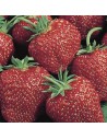 Fragaria x ananassa 'Gorella' - Fraisier