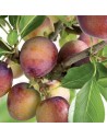 Prunus domestica 'Opal' - Prunier