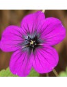 Géranium hybride 'Ann Folkard'