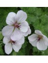Géranium hybride 'Coombland White'