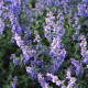 Nepeta Faas Six Hills Giant Gold