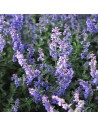 Nepeta x faassenii 'Six Hill Giant' - Menthe à chats