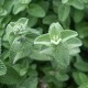 Nepeta Faas Six Hills Giant Gold