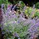 Nepeta Faas Six Hills Giant Gold