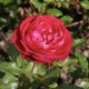 Rosier 'Rouge Meilove'