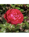 Rosa 'Rouge Meilove' - Rosier