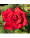 Rosa 'Grande Amore' - Rosier hybride de thé